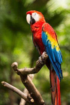 a colorful parrot perched on top of a tree branch