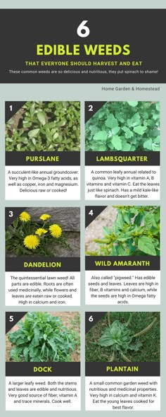 an info sheet describing how to grow edible weeds in the garden and what they are good for