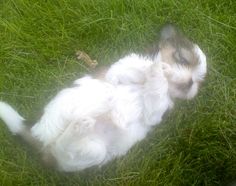 a small white and brown dog laying on its back in the grass with it's paws up