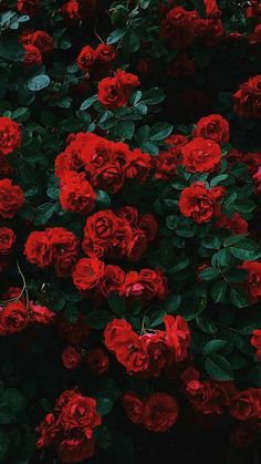 red roses are growing on the side of a building