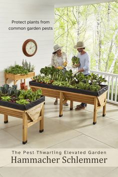 two people standing in front of some plants on a porch with the words, the pest thwarting elevated garden hammaccher schlemer