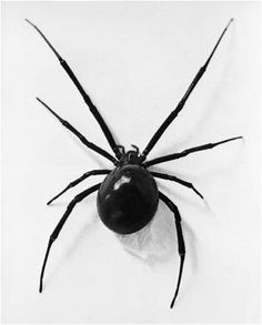 a large black spider sitting on top of a white surface