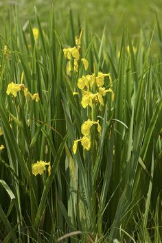 some yellow flowers are growing in the grass