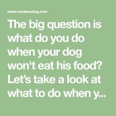 the big question is what do you do when your dog won't eat his food? let's take a look at what to do