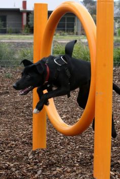 a black dog jumping through an orange ring