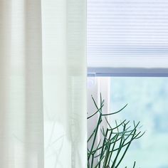 a potted plant sitting in front of a window