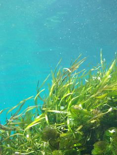 an underwater view of seaweed in the water