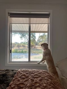 a dog sitting on the edge of a bed looking out a window