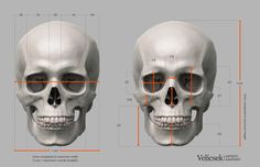 two views of a human skull with different angles to the right and left side,