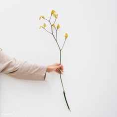 a person holding a flower in their left hand and touching it with the other hand