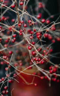 red berries are growing on the branches of a tree