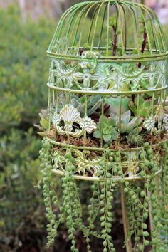 a bird cage filled with succulents and plants