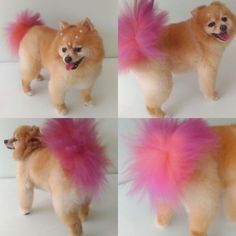 four different pictures of a small dog with pink fur