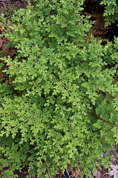 a green plant with lots of leaves in the middle of some dirt and plants next to it