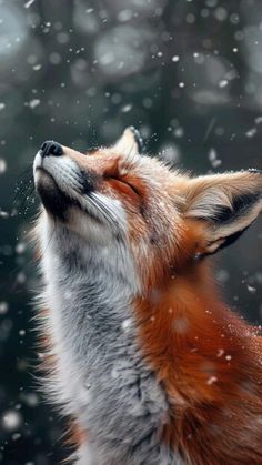 a red fox in the snow with its eyes closed and it's head up