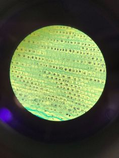 a close up view of the inside of a round object with green and yellow designs on it