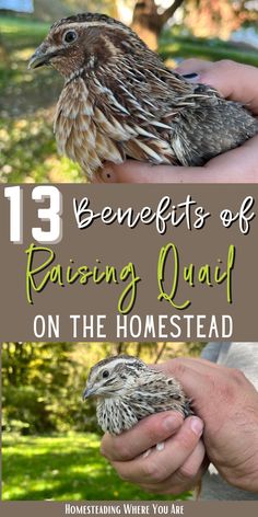 a person holding a baby quail in their hands with the words 13 benefits of raising quail on the homestead