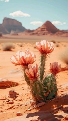 a cactus in the desert with mountains in the background