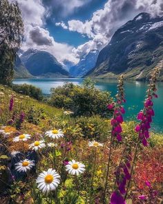 wildflowers in the foreground with mountains and water in the background