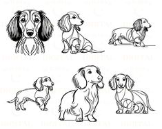 four dachshund dogs in different poses