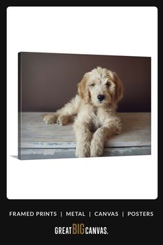 a small dog laying on top of a wooden floor next to a black frame with the words framed prints metal canvass posters