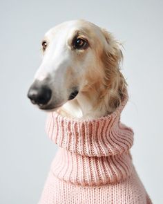 a dog wearing a pink sweater looking off to the side with it's head tilted