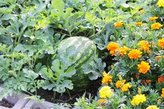 a watermelon surrounded by yellow and orange flowers in a vegetable garden with brick edging