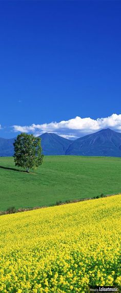 a lone tree stands in the middle of a green field with mountains in the background