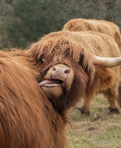 the yak is looking at the camera while standing in front of other yaks