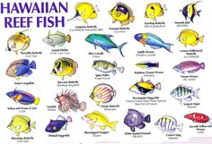 the hawaiian reef fish are colorful and have many names for each species in their body