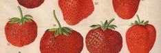 an antique print of strawberries from the early 1900's, showing different stages of ripening