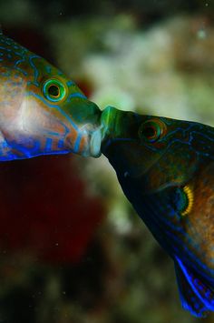 two colorful fish swimming in an aquarium with corals and water around them, one is biting the other's mouth