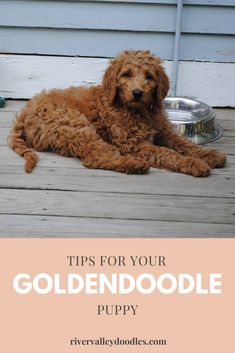 a brown dog laying on top of a wooden deck next to a bowl of food