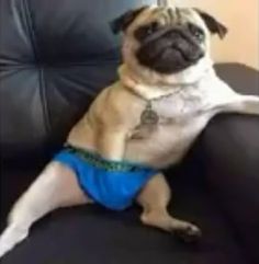 a small pug dog sitting on top of a black chair wearing a blue diaper