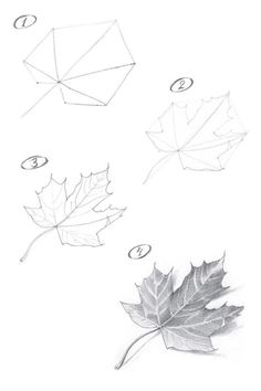 four different types of leaves are shown in this drawing lesson for the students to learn how to draw leaf shapes