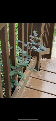 a plant is growing out of the corner of a wooden porch railing with green leaves on it