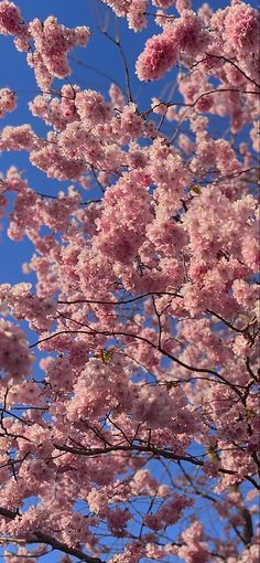 pink flowers are blooming on the branches of trees in front of a blue sky