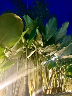 some very pretty green plants in a big planter with lights on the side of it