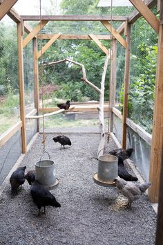 several birds are eating out of buckets in an enclosed area with trees and bushes