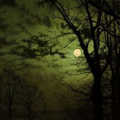 the full moon shines brightly through the trees