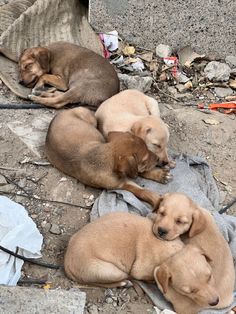 three puppies are sleeping on the ground