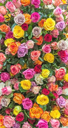 an arrangement of multicolored roses on display