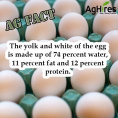 an egg carton with eggs in it and the caption says,'the yolk and white of the egg is made up of 7 / 74 percent water, 11 percent