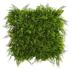 the top view of a green plant on a white background