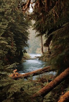 a river running through a forest filled with lots of trees