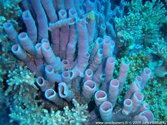 some very pretty pink and white corals on the ocean floor with blue water in the background