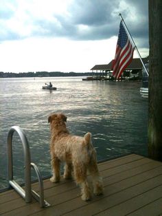 a dog is standing on a dock looking at the water