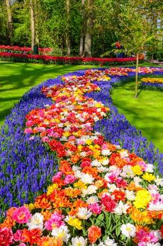 colorful flowers are lined up in the middle of a flowerbedd garden with trees and grass