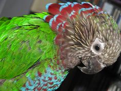 a close up of a parrot with green and red feathers