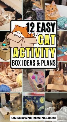 there are many pictures of cats in the box and on the floor with words that read, 12 easy cat activity box ideas & plans